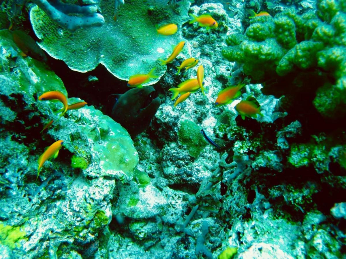 Royal Reef Stay Mathiveri Bagian luar foto
